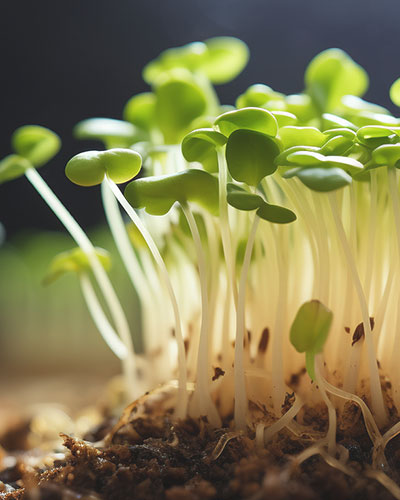 Promote growth